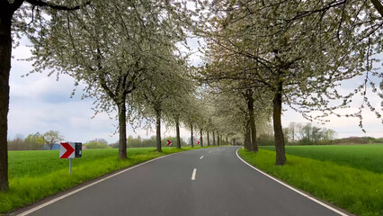 Spring landscape a road among blossoming cherry alley. Germany countryside - 780739618
