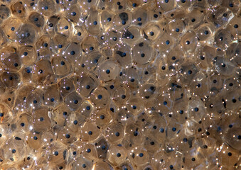 Close-up with many frog eggs
