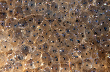Close-up with a group of many frog eggs