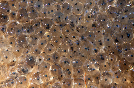 Close-up with a group of many frog eggs