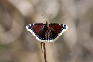 Close-up of a Nymphalis antiopa butterfly with open wings