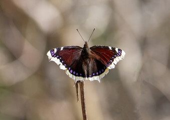 Close-up of a Nymphalis antiopa butterfly