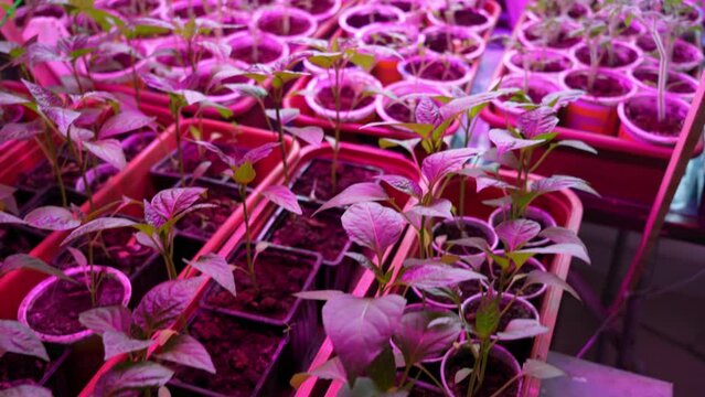 Home vegetable seedlings under red phyto lamps