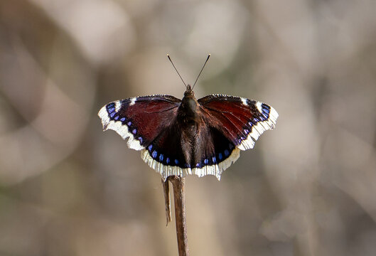 Close-up of a Nymphalis antiopa butterfly with open wings sitting on a stick
