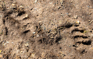 Close-up with bear tracks on the ground