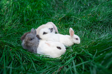 Mini rabbits - dutch ram and hotot sit on a green grass