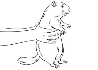 Groundhog in hands coloring book PNG