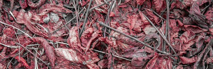 Dry leaves on the ground on an autumn day. Fallen leaves and dry branches on the ground. View from above. Flat layout.