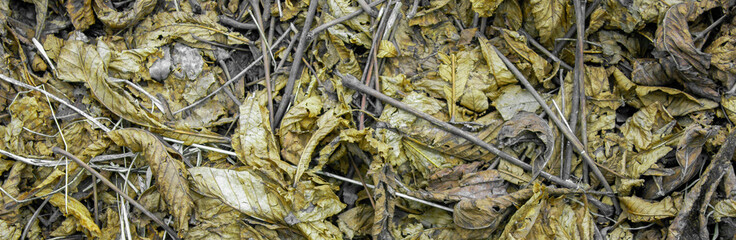 Dry leaves on the ground on an autumn day. Fallen leaves and dry branches on the ground. View from above. Flat layout.