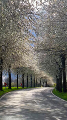 Spring landscape a road among blossoming cherry alley. Germany countryside - 780741093