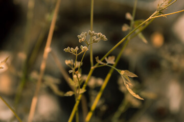 Closeup of plant with web on it