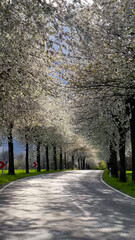 Spring landscape a road among blossoming cherry alley. Germany countryside - 780741281