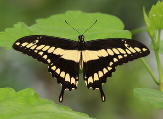 K&ouml;nigs-Schwalbenschwanz - King swallowtail