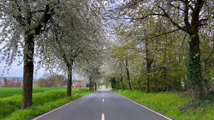 Spring landscape a road among blossoming cherry alley. Germany countryside - 780741488