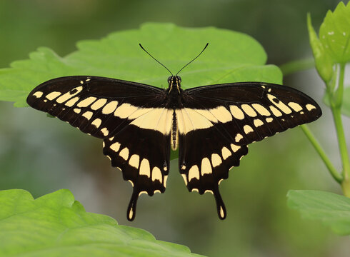 K&ouml;nigs-Schwalbenschwanz - King swallowtail