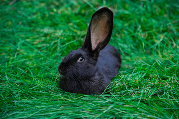 Black giant Flanders medium sized rabbit lies on a green grass