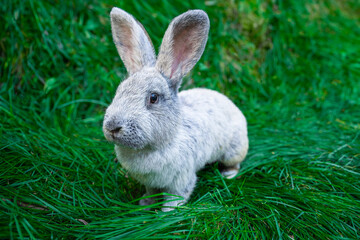 Large Light Silver - medium sized rabbit lies on a green grass