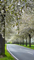 Spring landscape a road among blossoming cherry alley. Germany countryside - 780742883