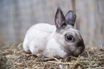 Rex siamese medium rabbit sitting on a hay before Easter