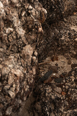 texture of stones in summer