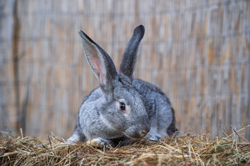 Soviet chinchilla rabbit medium size sitting on a hay before Easter