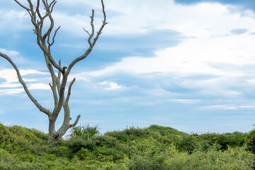 Fototapeta na wymiar Weathered Southern Live Oak Tree in Green Bushes with Blue Sky