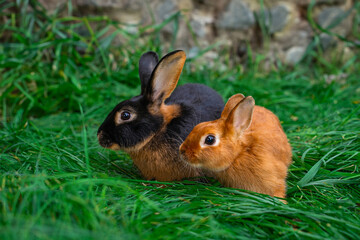 Black-fire Tan, dwarf rabbit and Colored dwarf with squirrel coloring sit on a green grass before...