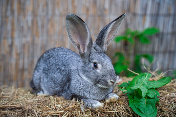 Soviet chinchilla rabbit medium size sitting on a hay before Easter