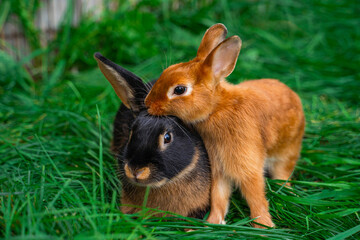 Black-fire Tan, dwarf rabbit and Colored dwarf with squirrel coloring sit on a green grass before Easter