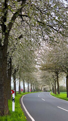 Spring landscape a road among blossoming cherry alley. Germany countryside