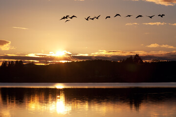 A skein of geese flies over a wildlife reserve at sunset in the Willamette Valley of Oregon.