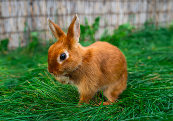 Colored rabbit with a color like a squirrel washes himself on a green grass before Easter