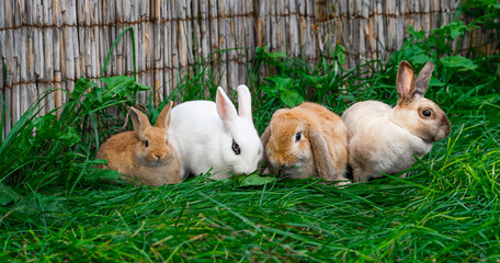 White hotot, German rams and Rex siamese medium rabbits sit on a green grass before Easter