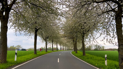 Spring landscape a road among blossoming cherry alley. Germany countryside - 780745205