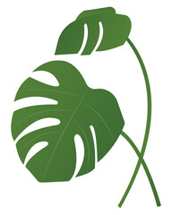 green monstera leafs © everythingokay