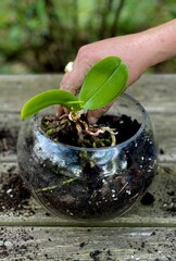 Small plant in a terrarium