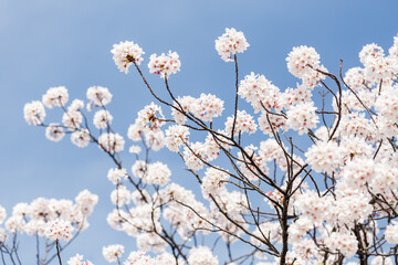 White cherry blossoms in front of blue sky - 780747294