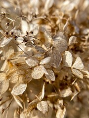Dry hydrangea flowers in nature. Close-up photo. - 780749417
