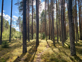 Forest glade, pine trees, sun, summer day. - 780749421