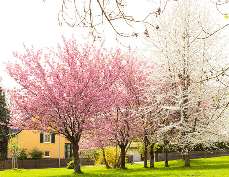 Cherry Blossom tree and an Almond tree in full bloom in a public park in Europe.
