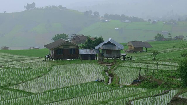 landscape view of Hut on Rice Terraced paddy Field with the drizzling rain At Pa Pong Piang in Chiangmai, Thailand.