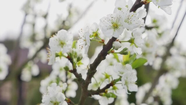 Short clip showing beautiful plum-tree flowers in blossom