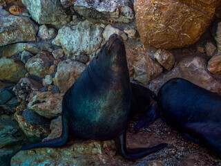 sea lion on the rocks