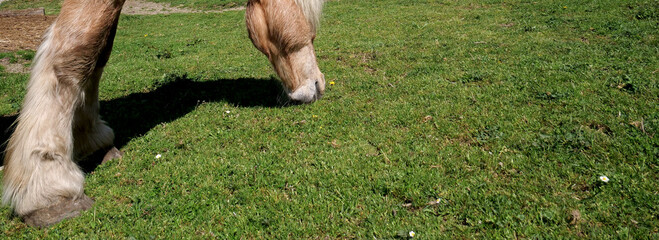 A barefoot horse in the pasture