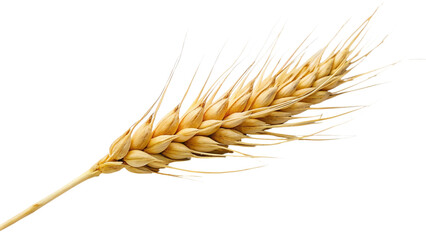 wheat isolated on transparent background