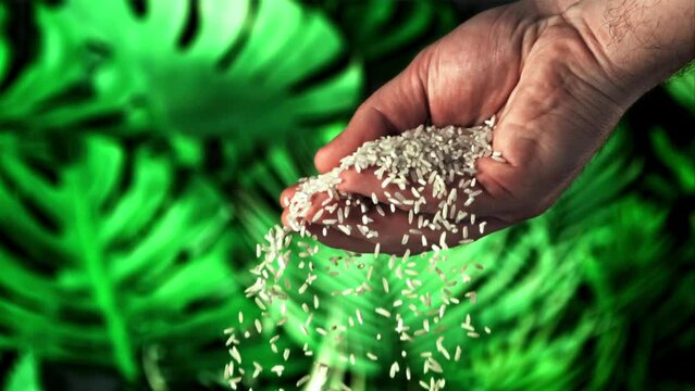 Super slow motion from men's palms pours raw rice . High quality FullHD footage