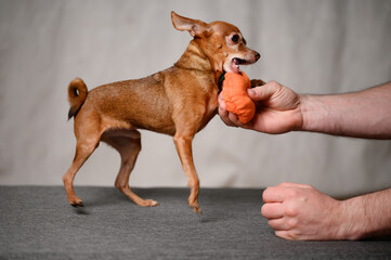 Mini-toy terrier dog at home plays with his favorite toy, carrot, with owner, trying to take it away. Playful dog is having fun with owner. Concept of friendship between dog and person, play. - obrazy, fototapety, plakaty