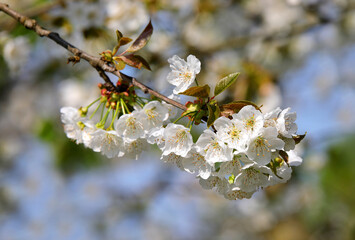 Cherry blossom branch with many beautiful blossoms symbolizing spring and rebirth