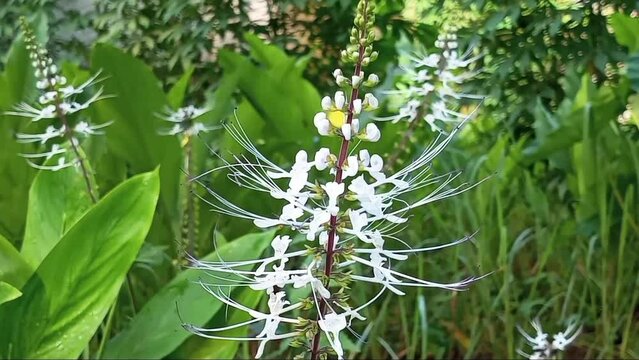 The herbal intercropping system imitates natural diversity, there are cassava, turmeric (Curcuma longa) and cat's whiskers (Orthosiphon aristatus) which have a symbiotic relationship with butterflies.