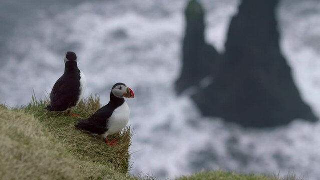 Iceland Puffin Bird on Seaside Cliff